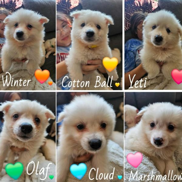 Cottonball
