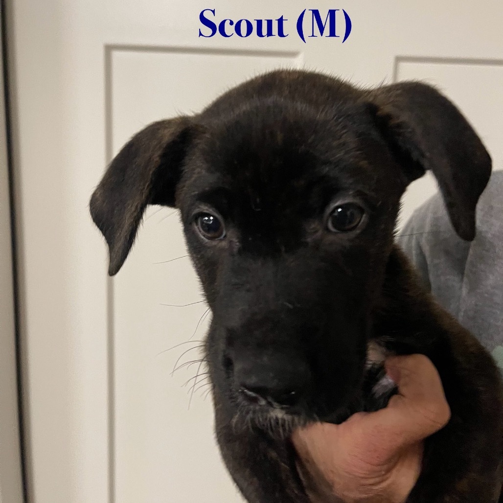 Scout