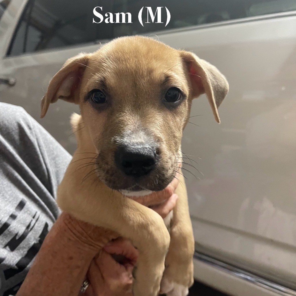 Sam
