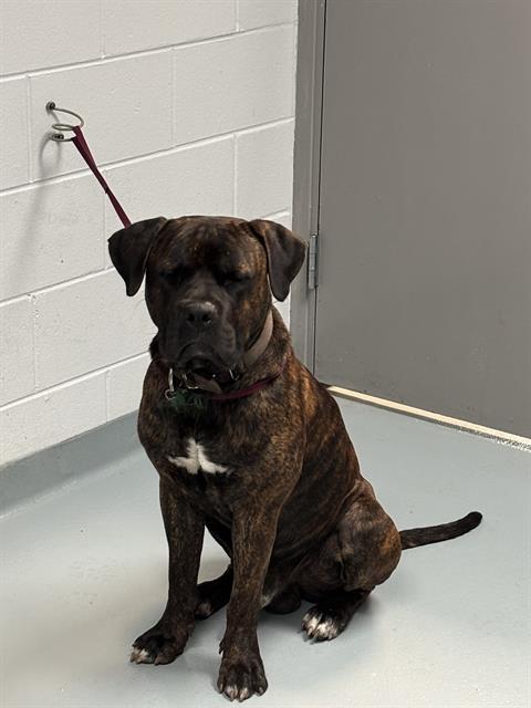 MOUSE, an adoptable Boerboel in Saint Cloud, FL, 34769 | Photo Image 1