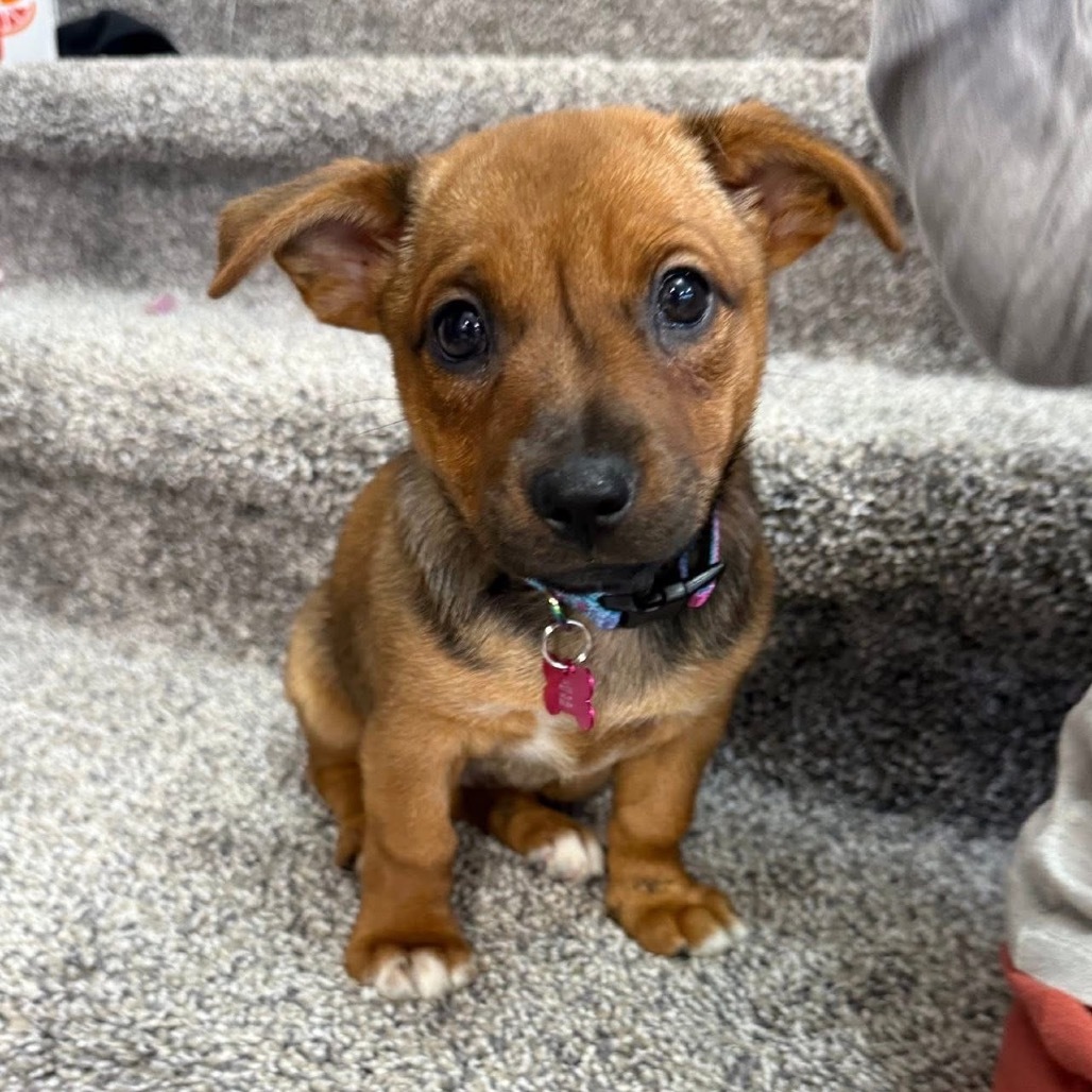 Nia aka Petunia, an adoptable Mixed Breed in Bismarck, ND, 58507 | Photo Image 1