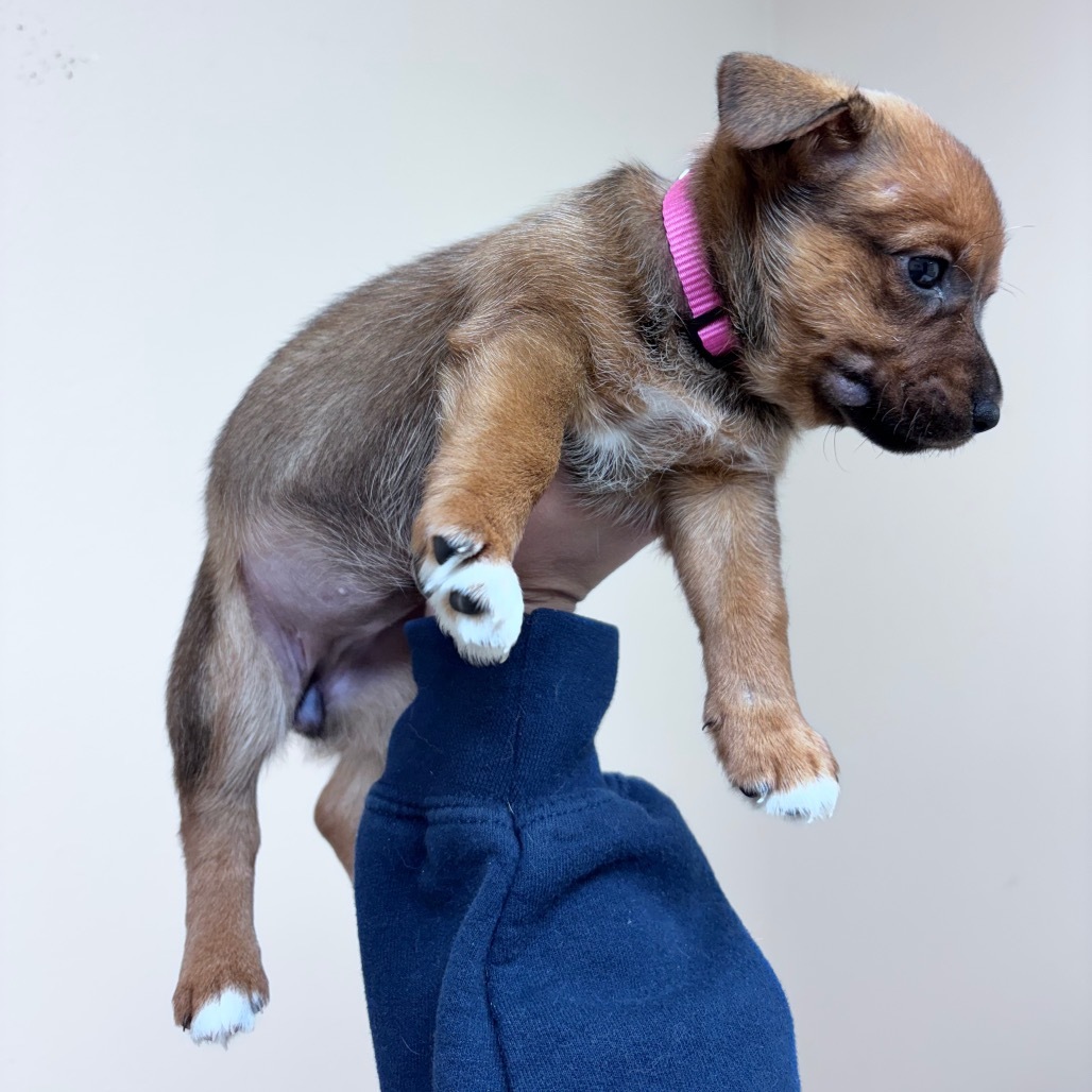 Nia aka Petunia, an adoptable Mixed Breed in Bismarck, ND, 58507 | Photo Image 2