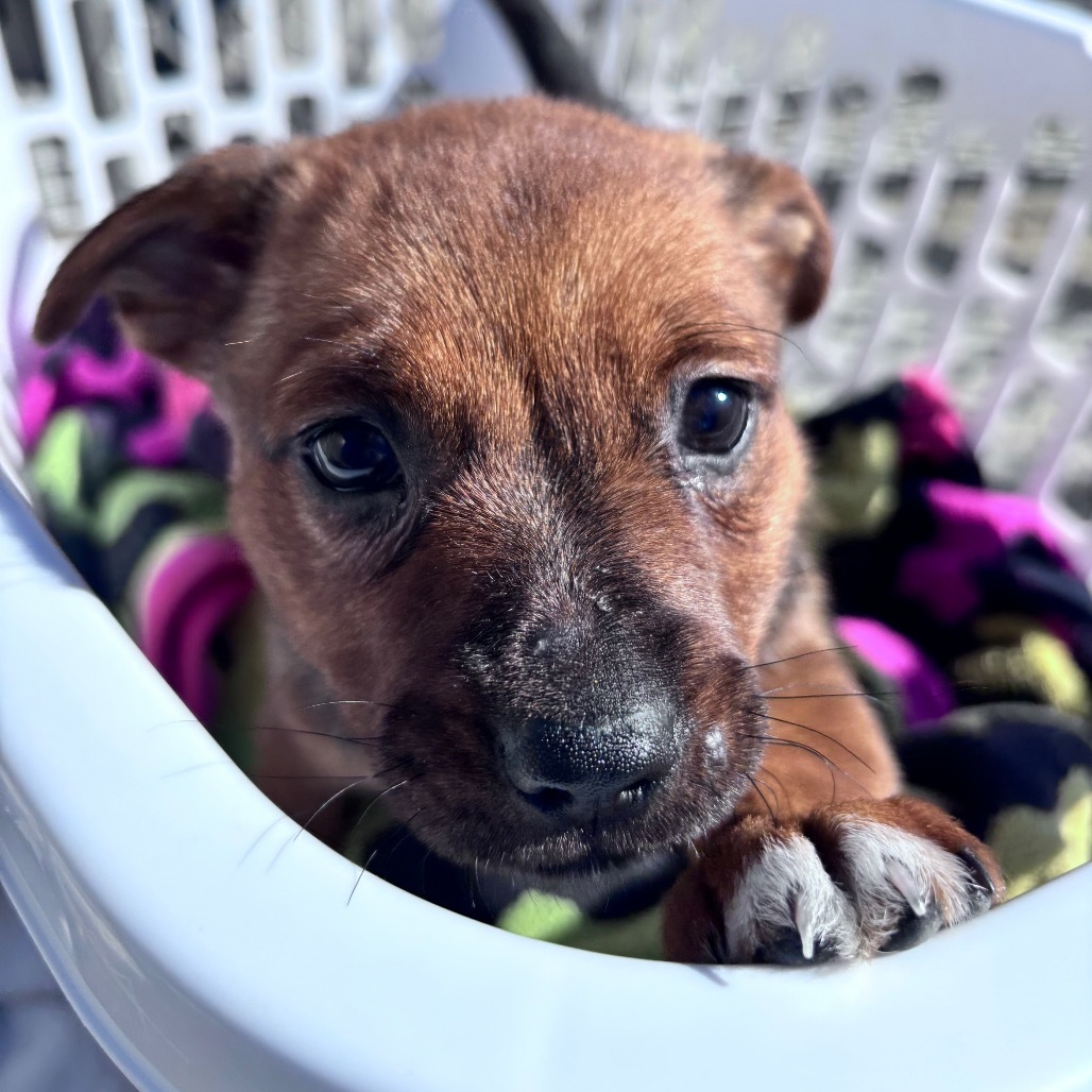 Nia aka Petunia, an adoptable Mixed Breed in Bismarck, ND, 58507 | Photo Image 3