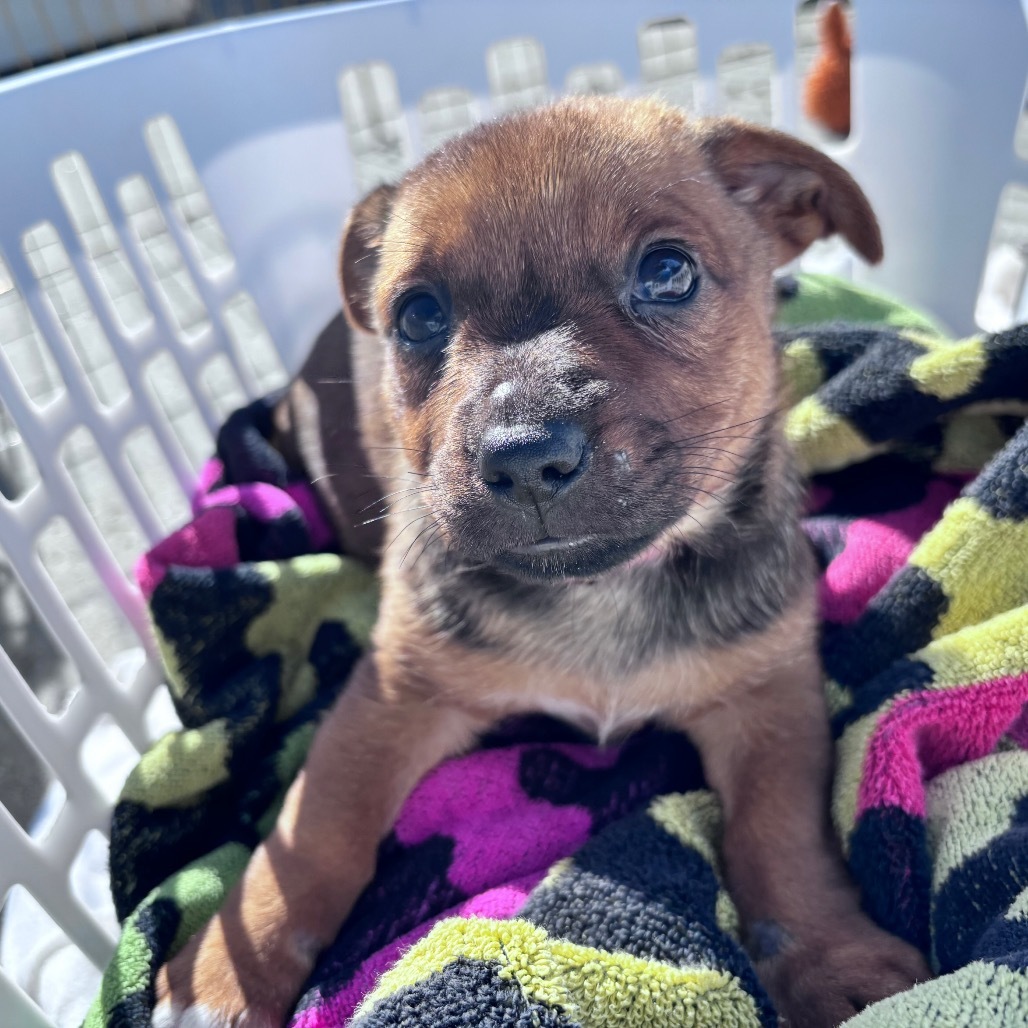 Nia aka Petunia, an adoptable Mixed Breed in Bismarck, ND, 58507 | Photo Image 4