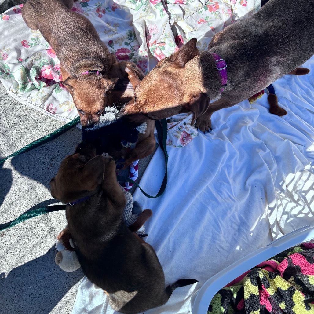 Nia aka Petunia, an adoptable Mixed Breed in Bismarck, ND, 58507 | Photo Image 5