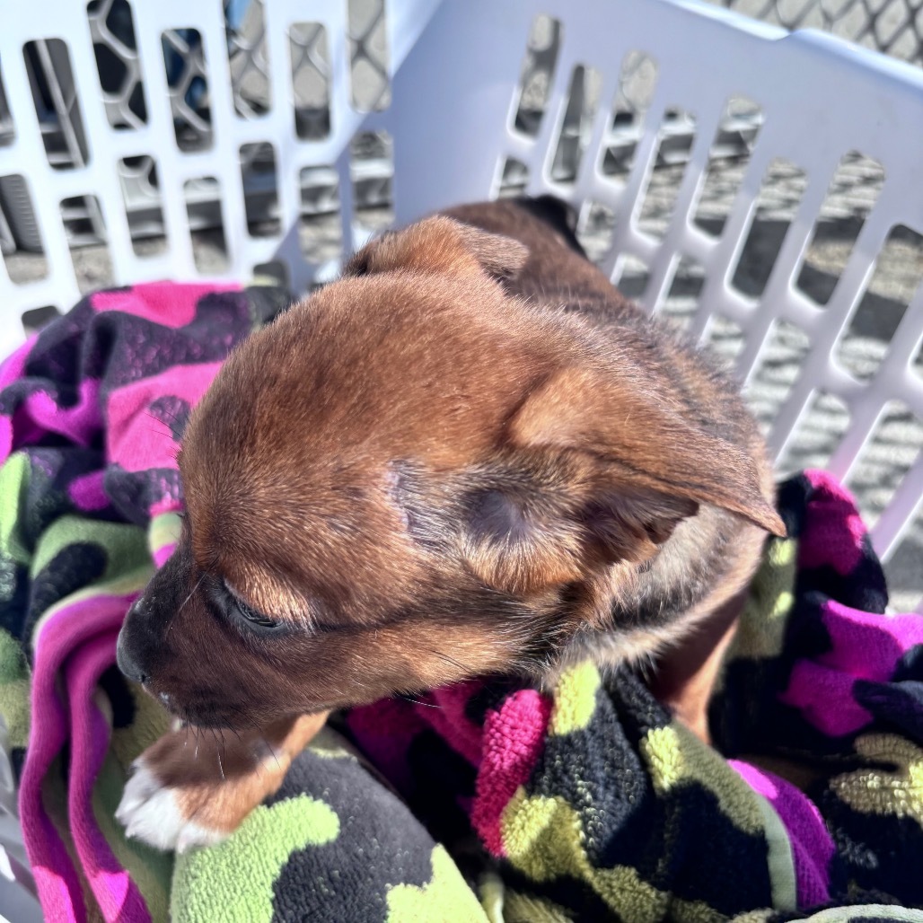 Nia aka Petunia, an adoptable Mixed Breed in Bismarck, ND, 58507 | Photo Image 6