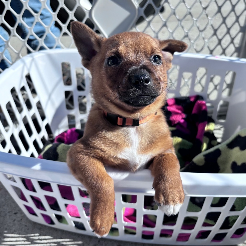 Pumpkin-Orange collar, an adoptable Mixed Breed in Bismarck, ND, 58507 | Photo Image 1