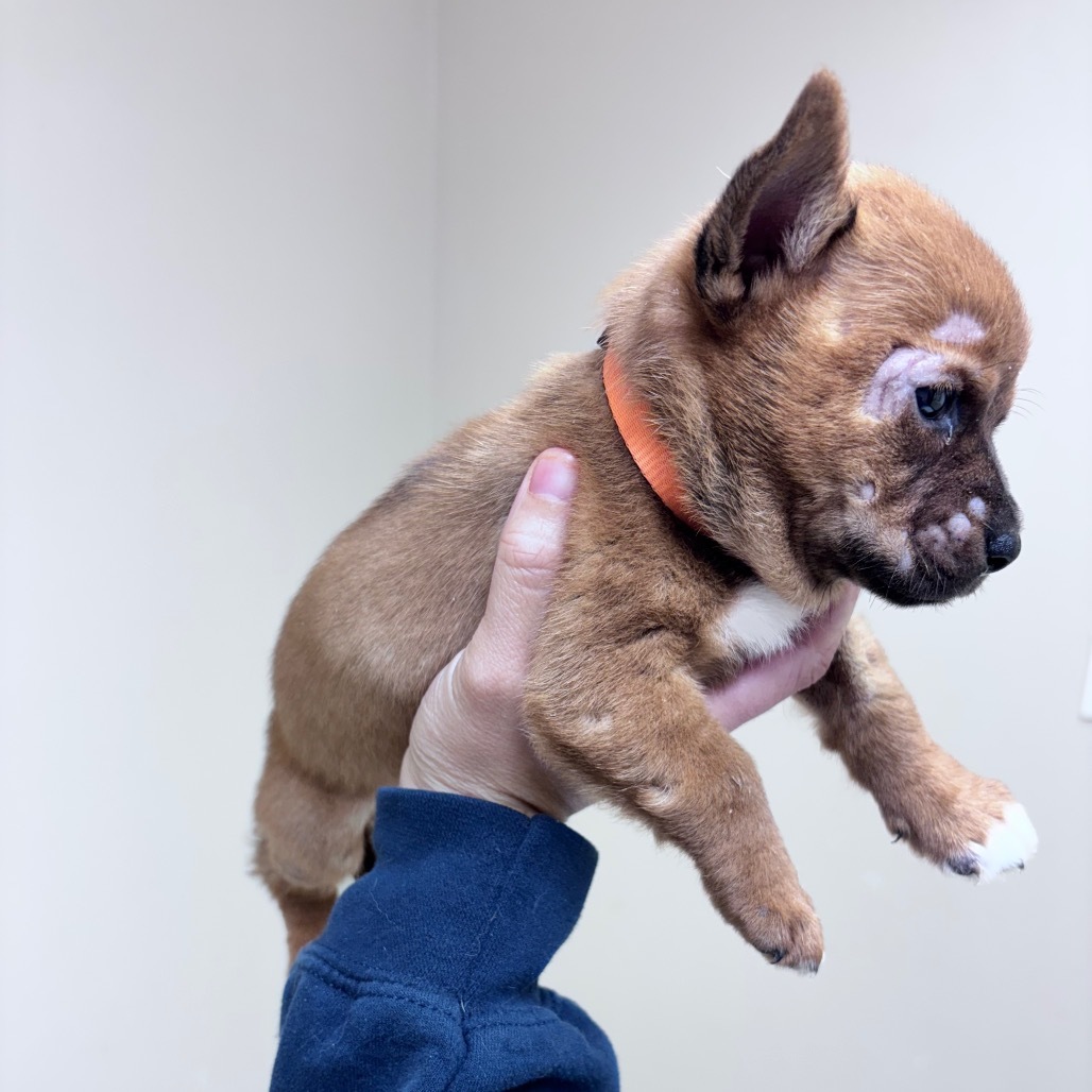 Pumpkin-Orange collar, an adoptable Mixed Breed in Bismarck, ND, 58507 | Photo Image 2