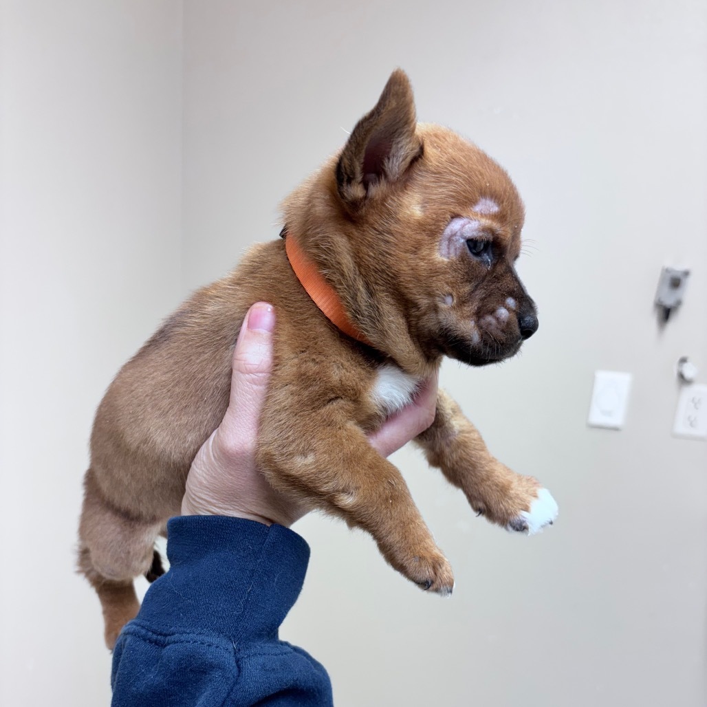 Pumpkin-Orange collar, an adoptable Mixed Breed in Bismarck, ND, 58507 | Photo Image 3