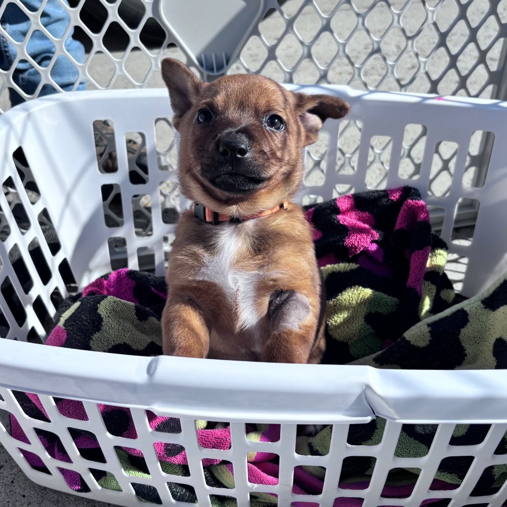 Pumpkin-Orange collar, an adoptable Mixed Breed in Bismarck, ND, 58507 | Photo Image 4
