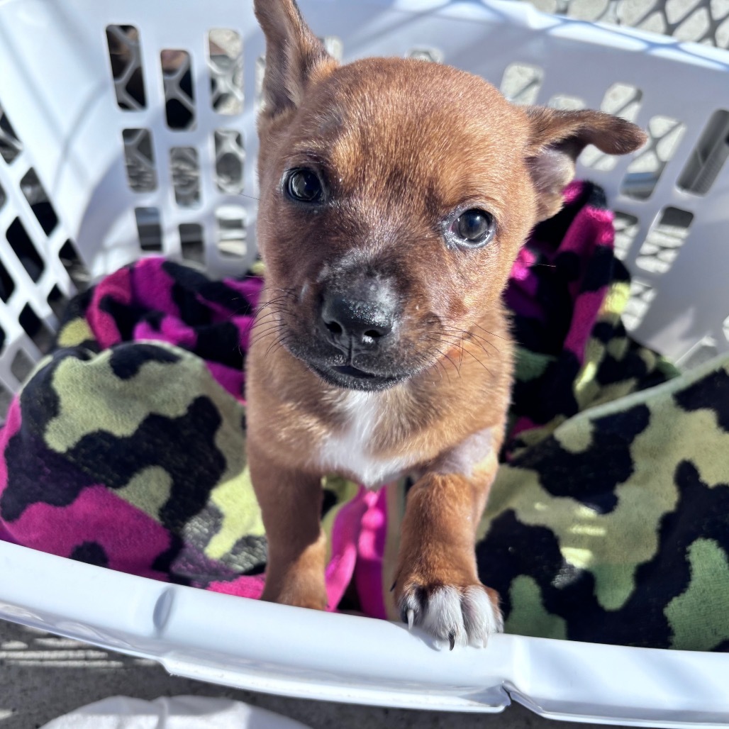 Pumpkin-Orange collar, an adoptable Mixed Breed in Bismarck, ND, 58507 | Photo Image 5