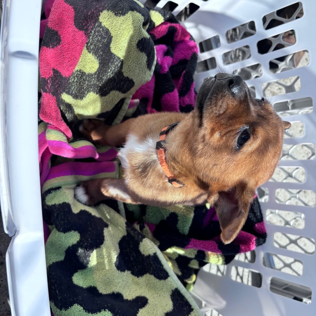 Pumpkin-Orange collar, an adoptable Mixed Breed in Bismarck, ND, 58507 | Photo Image 6