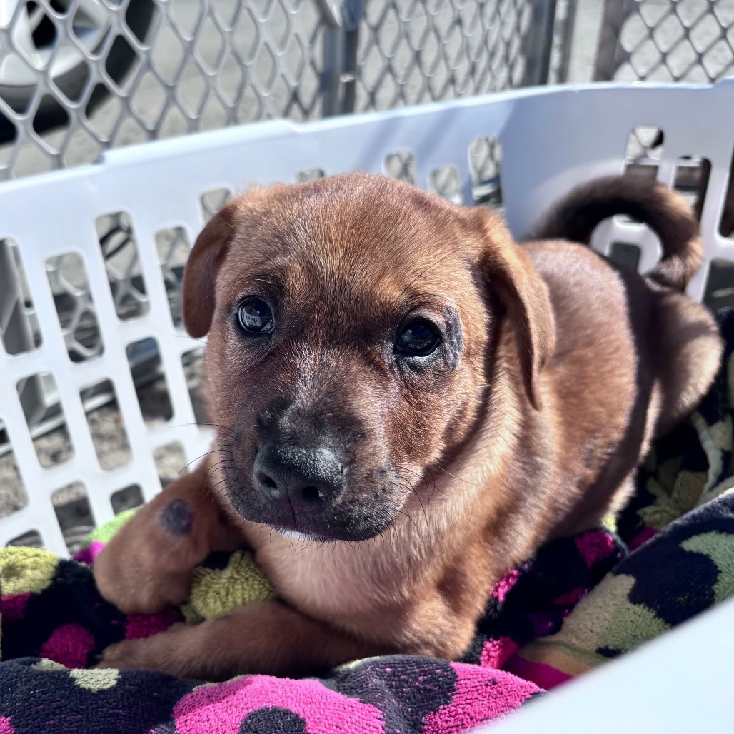 Sully-Blue collar, an adoptable Mixed Breed in Bismarck, ND, 58507 | Photo Image 1