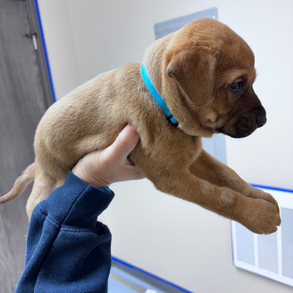 Sully-Blue collar, an adoptable Mixed Breed in Bismarck, ND, 58507 | Photo Image 2