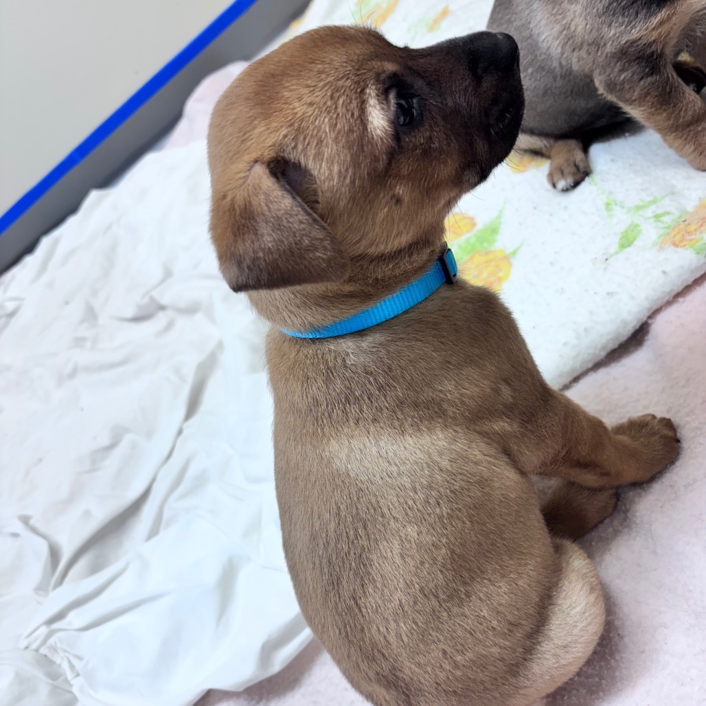 Sully-Blue collar, an adoptable Mixed Breed in Bismarck, ND, 58507 | Photo Image 4