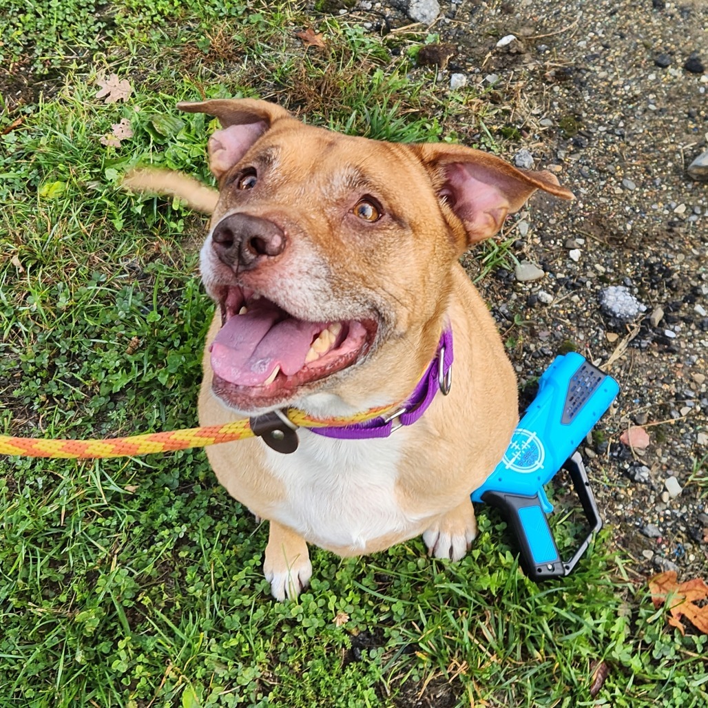 Lilly*my adoption fee has been sponsored by the amazing man that manages Viscount in Wappingers*