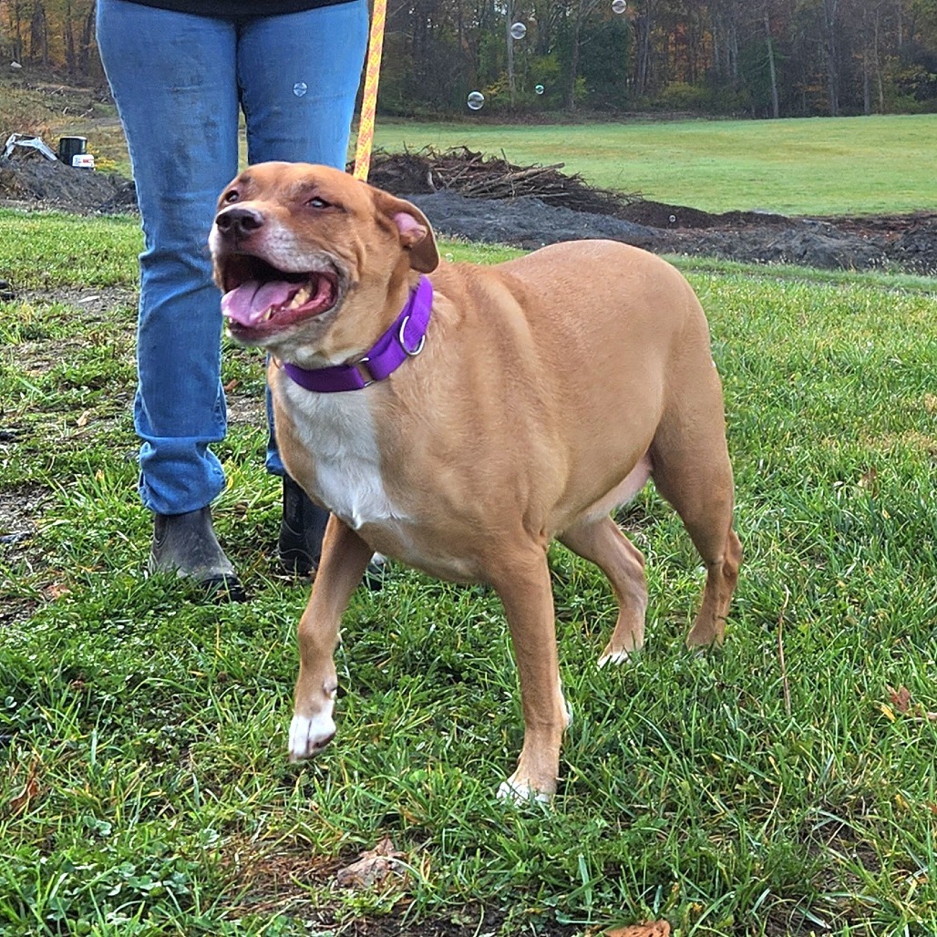 Lilly*my adoption fee has been sponsored by the amazing man that manages Viscount in Wappingers*