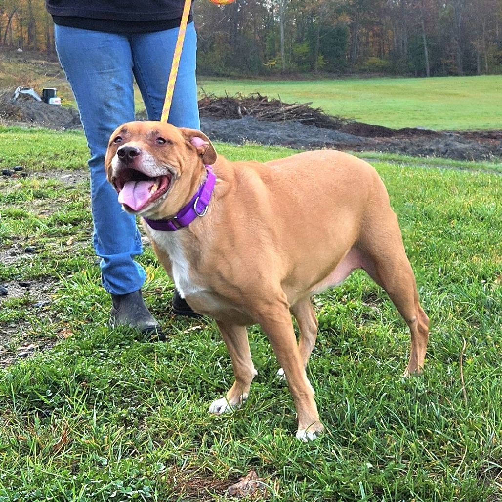 Lilly*my adoption fee has been sponsored by the amazing man that manages Viscount in Wappingers*