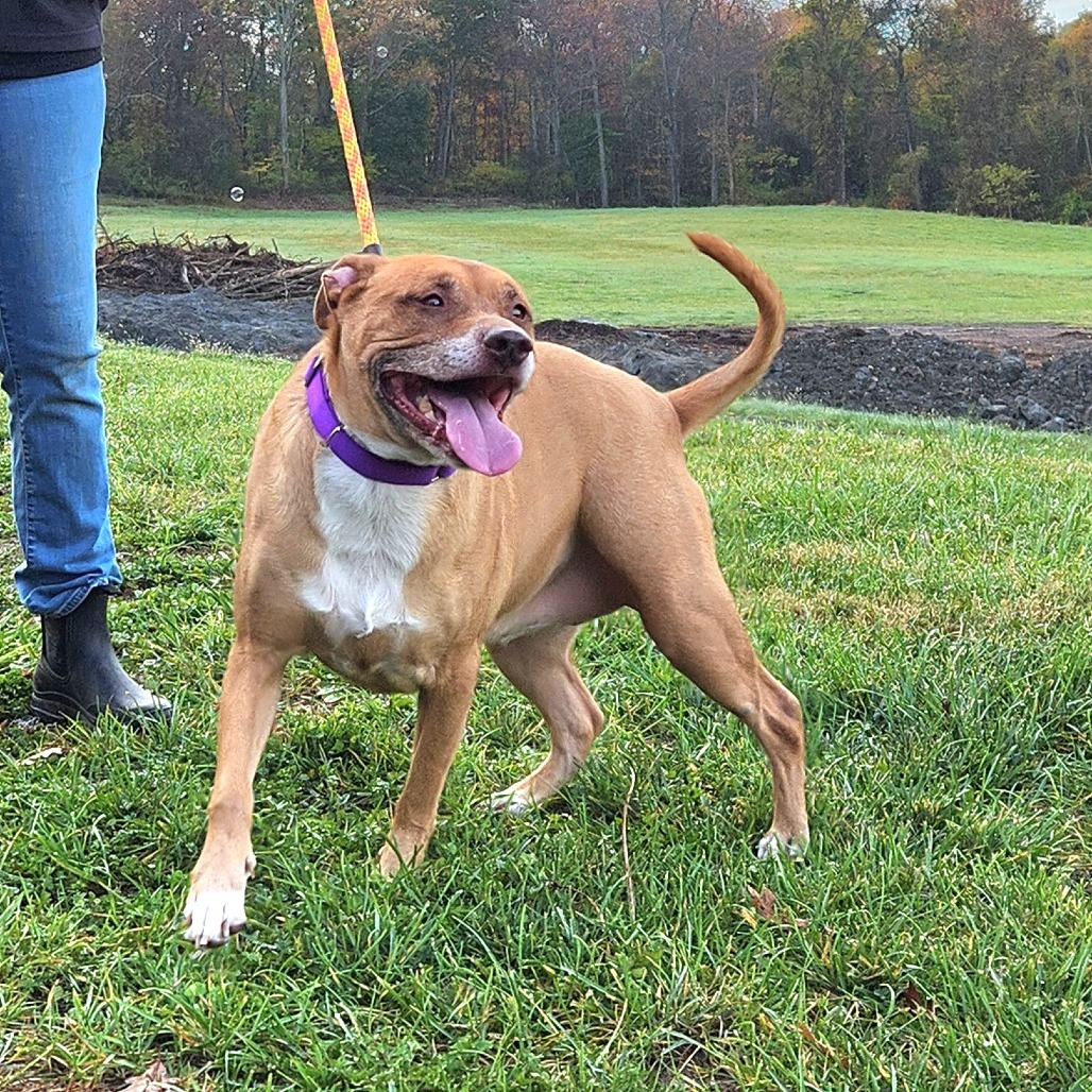 Lilly*my adoption fee has been sponsored by the amazing man that manages Viscount in Wappingers*