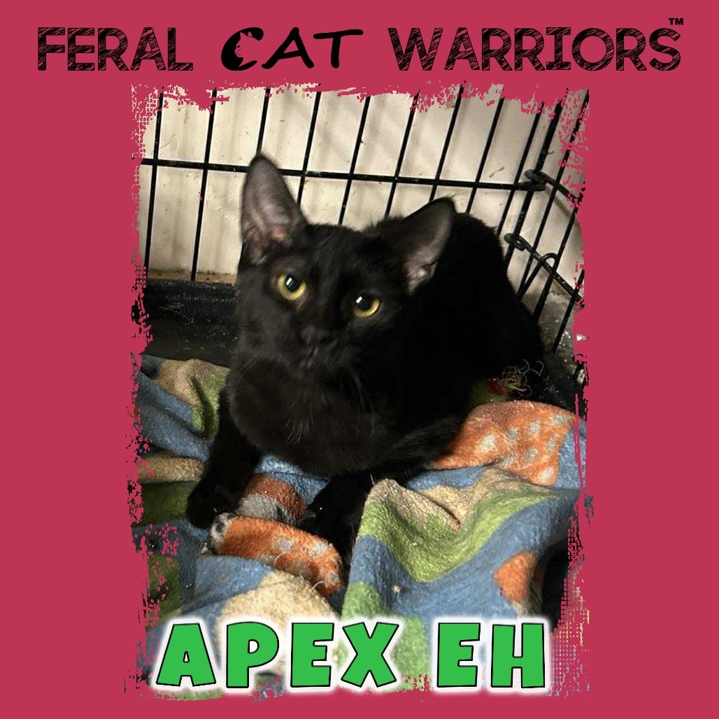 Apex EH, an adoptable Domestic Short Hair in Kingman, AZ, 86401 | Photo Image 1