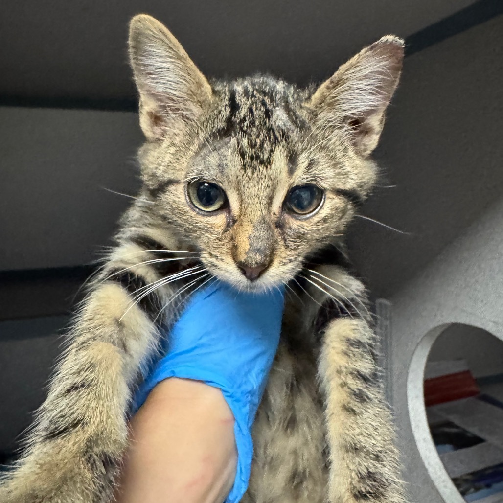 Deana, an adoptable Domestic Short Hair in Kingman, AZ, 86401 | Photo Image 1