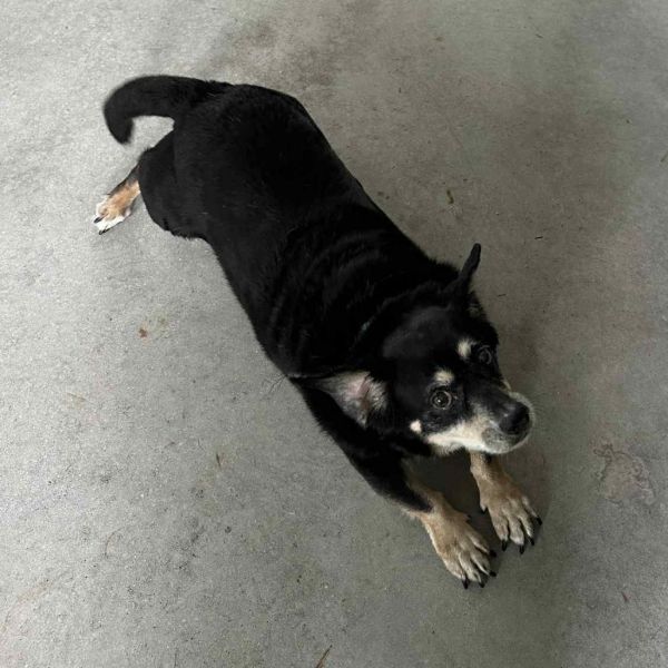 Duke Doxie thumbnail 6