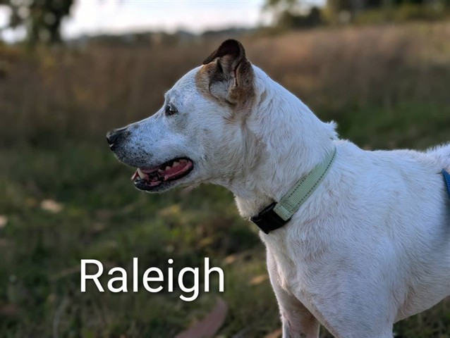 RALEIGH