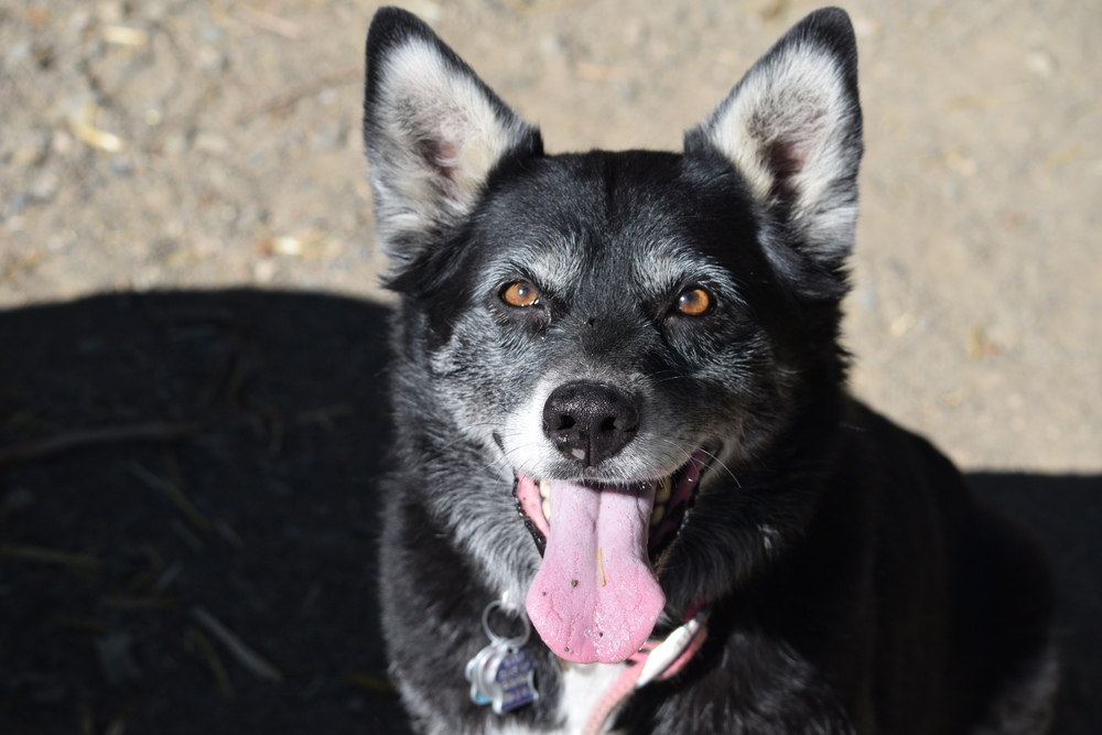 Tippy, an adoptable Cattle Dog in Salmon, ID, 83467 | Photo Image 1