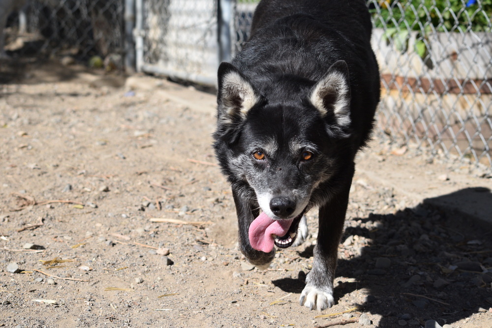 Tippy, an adoptable Cattle Dog in Salmon, ID, 83467 | Photo Image 2