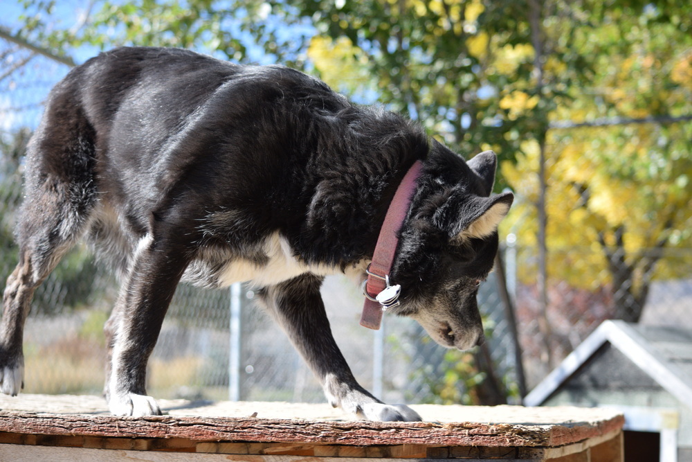 Tippy, an adoptable Cattle Dog in Salmon, ID, 83467 | Photo Image 3