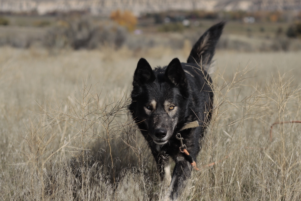 Jazzy, an adoptable Husky, Shepherd in Salmon, ID, 83467 | Photo Image 1