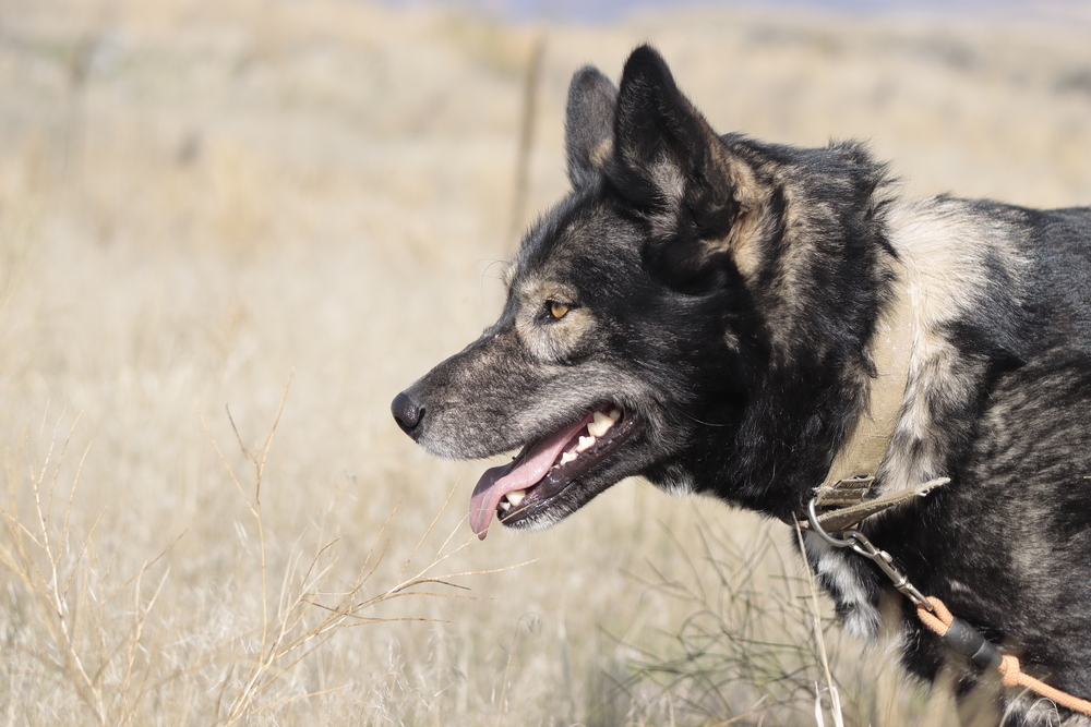 Jazzy, an adoptable Husky, Shepherd in Salmon, ID, 83467 | Photo Image 2