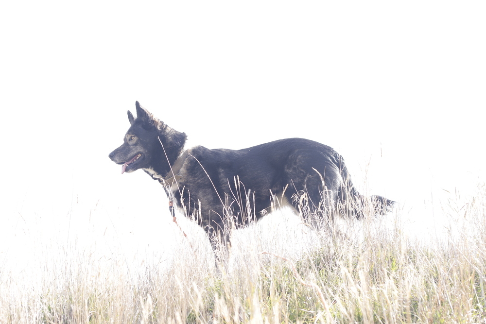 Jazzy, an adoptable Husky, Shepherd in Salmon, ID, 83467 | Photo Image 3