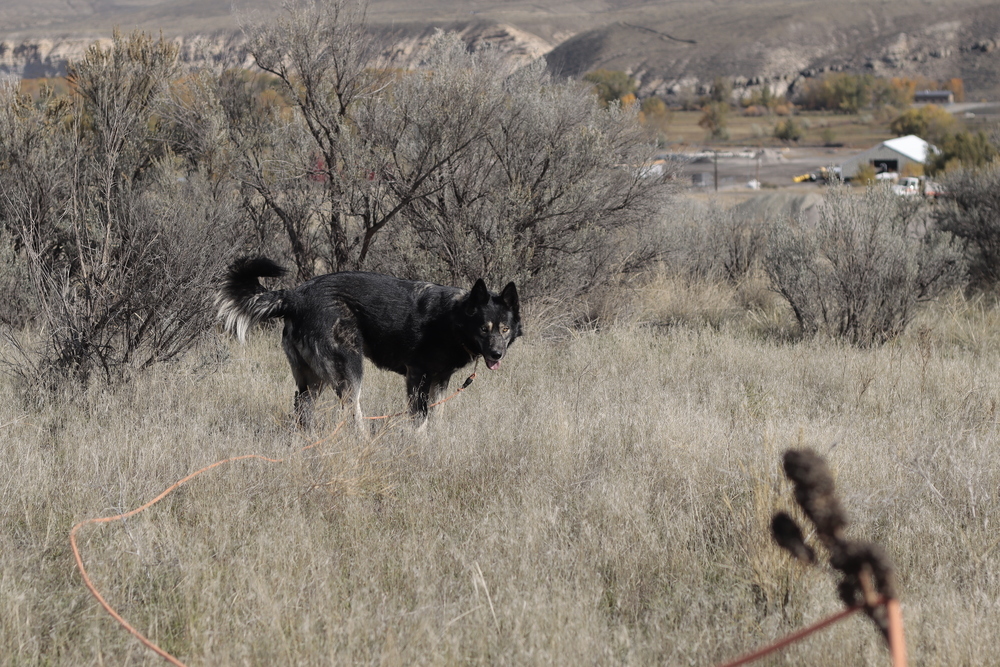 Jazzy, an adoptable Husky, Shepherd in Salmon, ID, 83467 | Photo Image 4