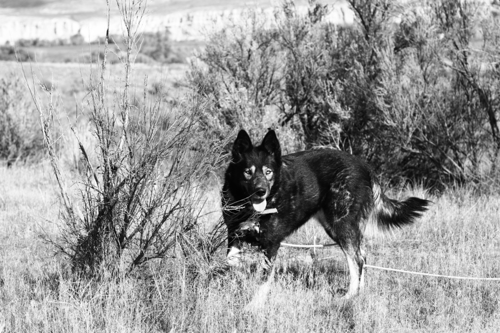 Jazzy, an adoptable Husky, Shepherd in Salmon, ID, 83467 | Photo Image 5