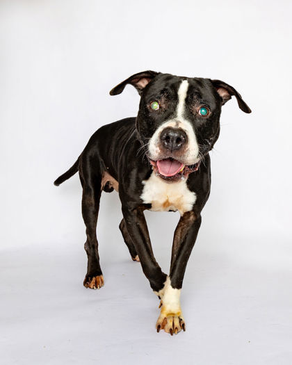 Ozzy *I AM BLIND!*, an adoptable Pit Bull Terrier, Mixed Breed in Harbor Springs, MI, 49740 | Photo Image 1