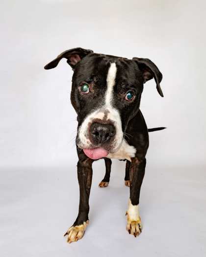 Ozzy *I AM BLIND!*, an adoptable Pit Bull Terrier, Mixed Breed in Harbor Springs, MI, 49740 | Photo Image 2
