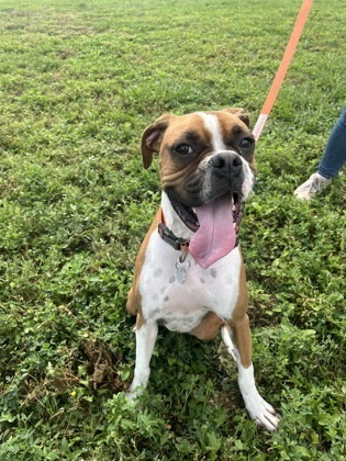Trucker, an adoptable Boxer, Mixed Breed in McCook, NE, 69001 | Photo Image 1