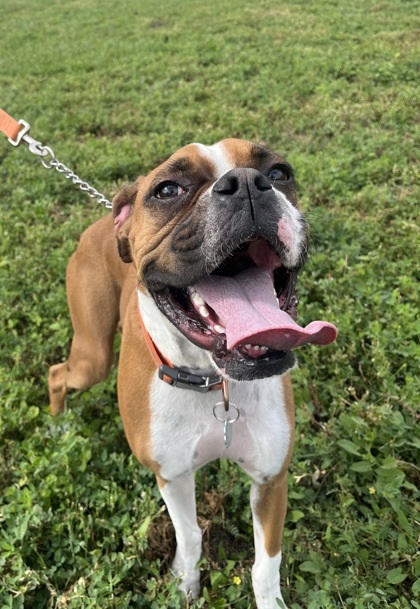 Trucker, an adoptable Boxer, Mixed Breed in McCook, NE, 69001 | Photo Image 2