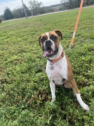 Trucker, an adoptable Boxer, Mixed Breed in McCook, NE, 69001 | Photo Image 3