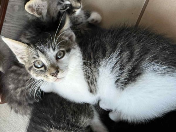 C Litter Mickey photo 1