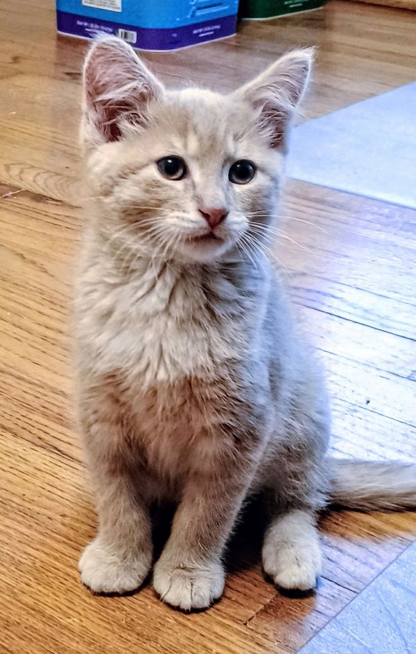 C Litter Custard photo 1