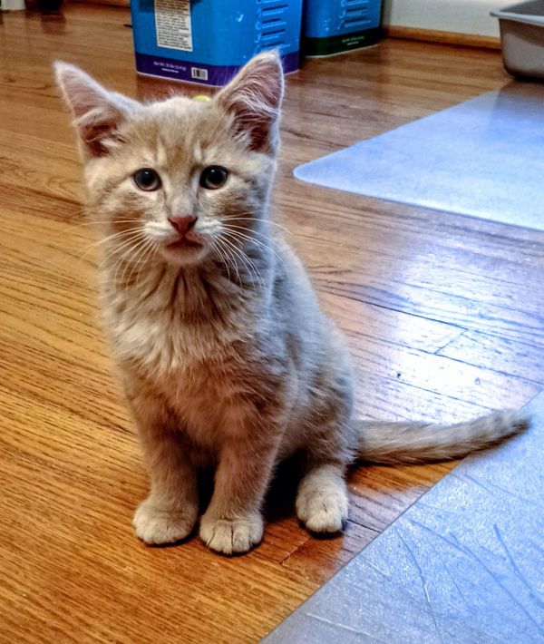 C Litter Custard thumbnail 2