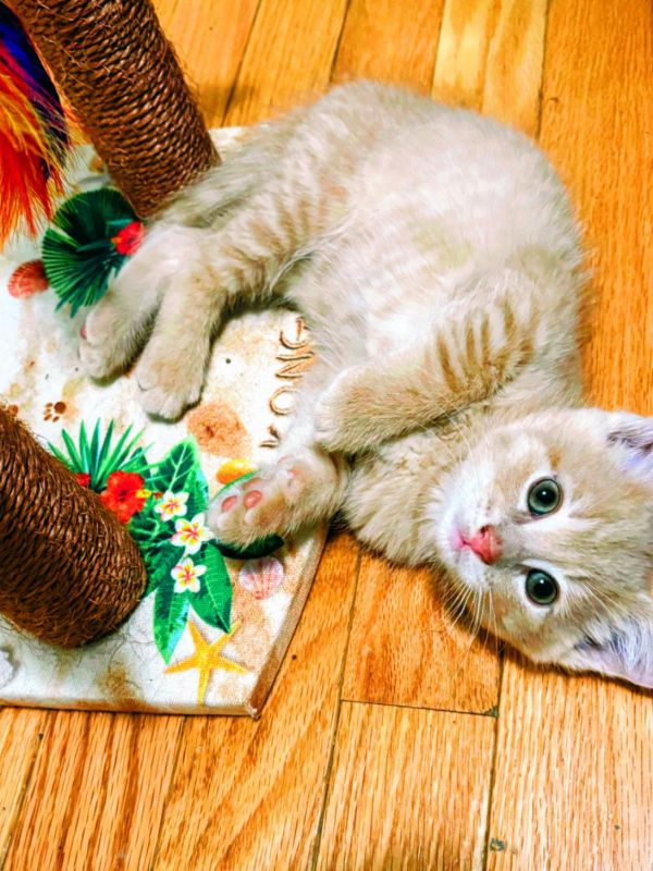 C Litter Custard thumbnail 3