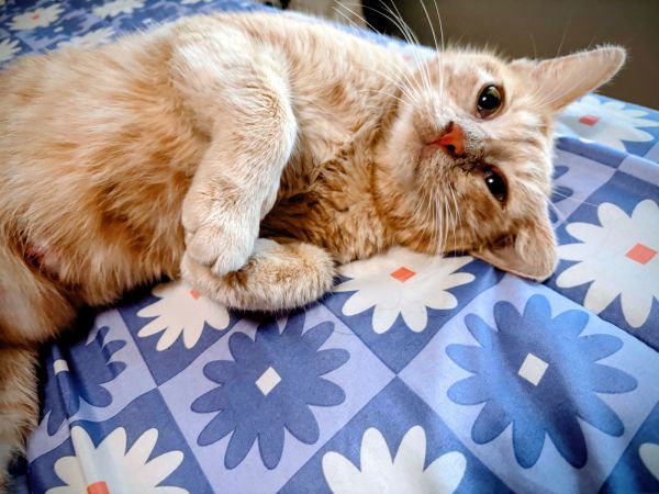 C Litter Tawny photo 1