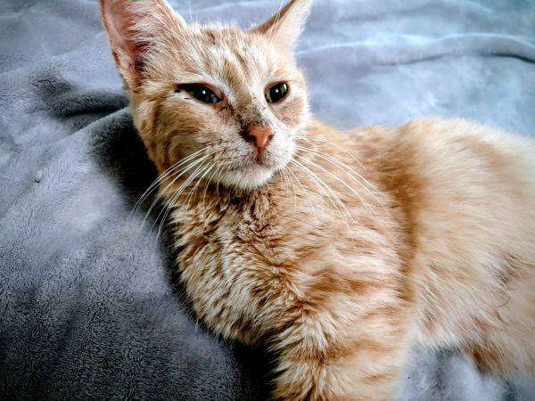 C Litter Tawny thumbnail 2