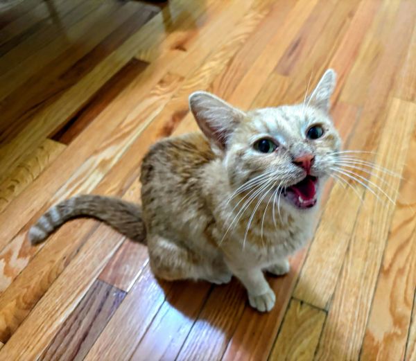 C Litter Tawny thumbnail 3