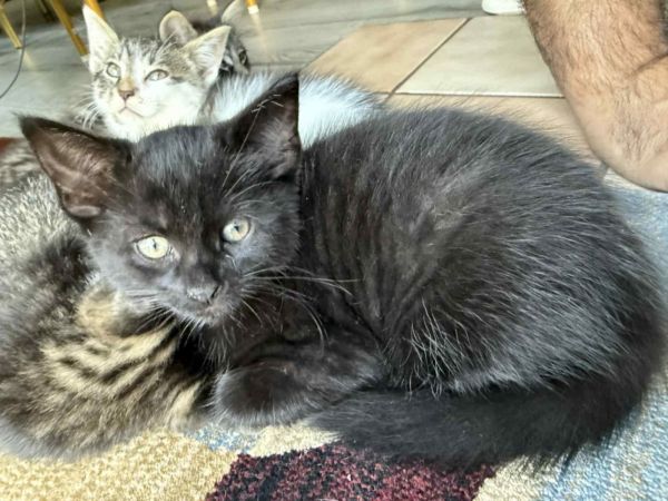 C Litter Magnum photo 1