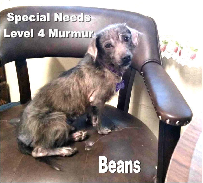 Beans *Special Needs*