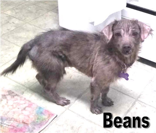 Beans *Special Needs*